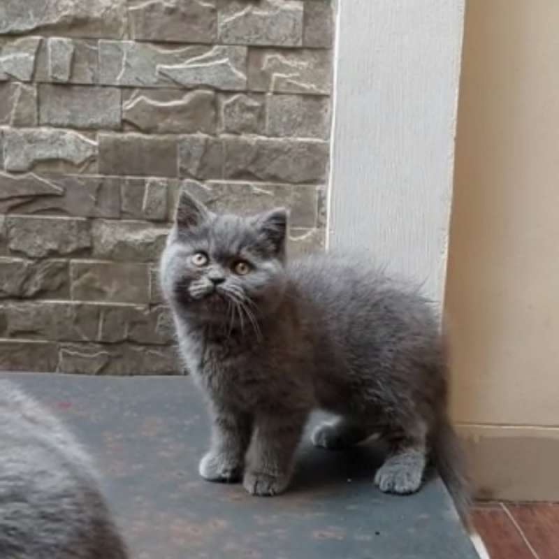 Jual Kucing British Shorthair Ped Termurah Harga Grosir