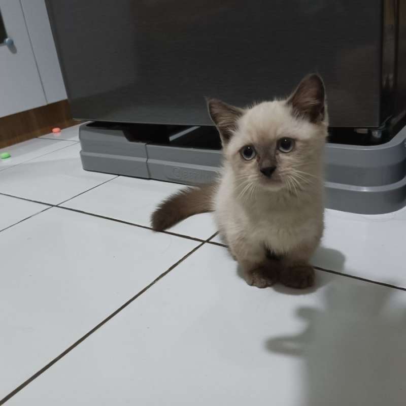 Harga munchkin kitten 2025