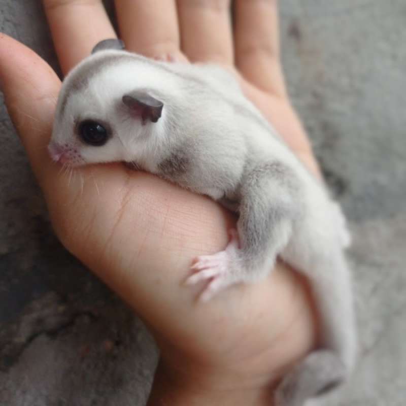 Platinum sugar glider clearance