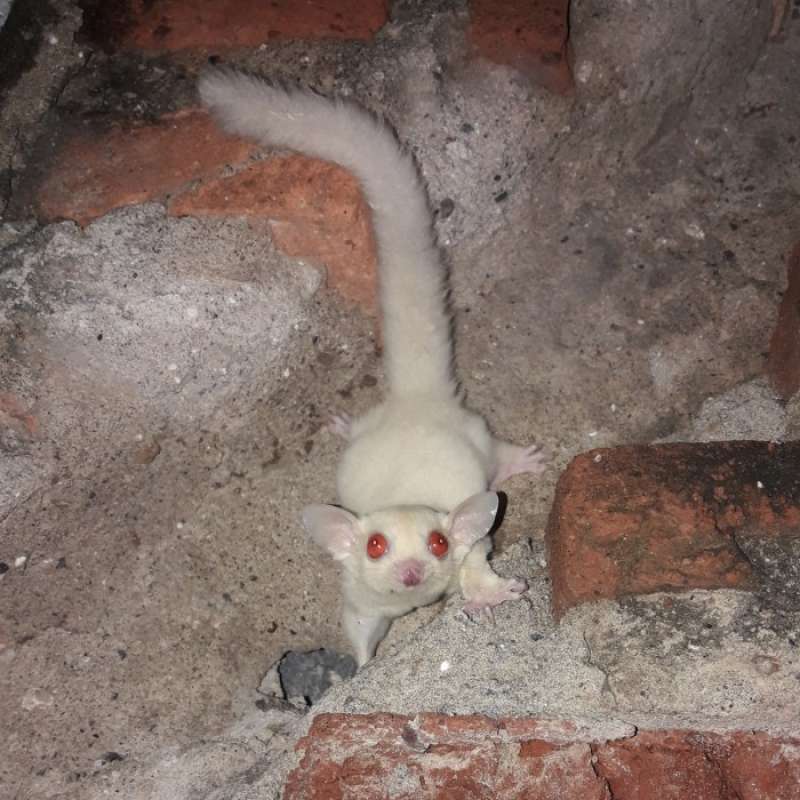 Jual sugar glider albino joey di Seller Lilleee Shop Wanajaya