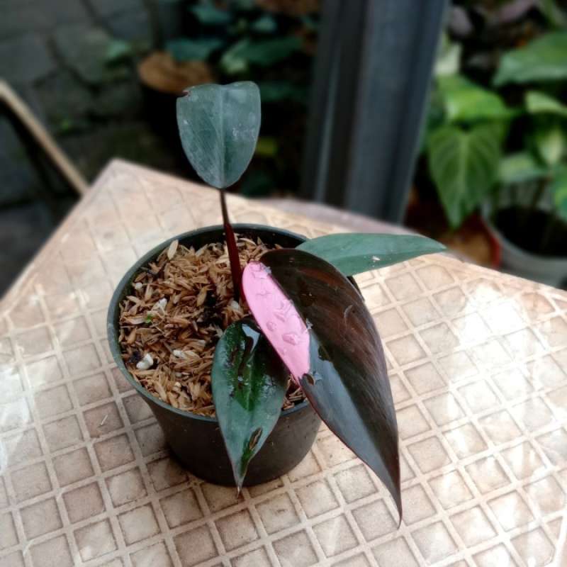Jual Philodendron Pink Princess Halfmoon Di Seller Zenonn Shop - Wanasari,  Kab. Bekasi | Blibli