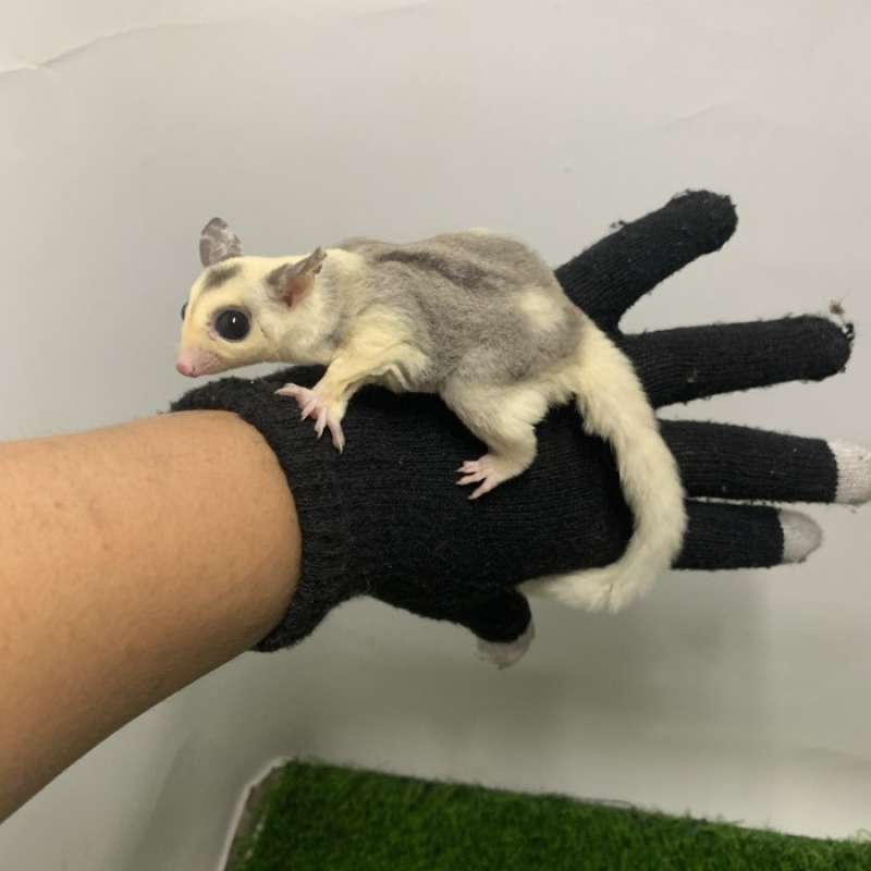 Toko sugar glider top