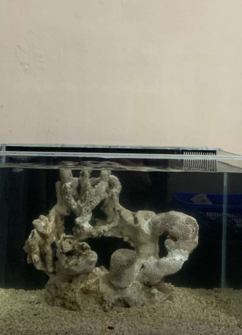 Promo Aquarium 40X30X30 Filter Diskon 13% di Seller Kaeliee Shop -  Wanasari, Kab. Bekasi | Blibli