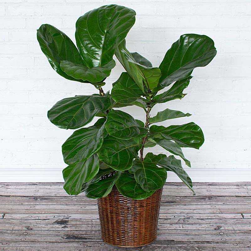 Tanaman Hias Daun Ketapang Biola Cantik - Fiddle Leaf Fig