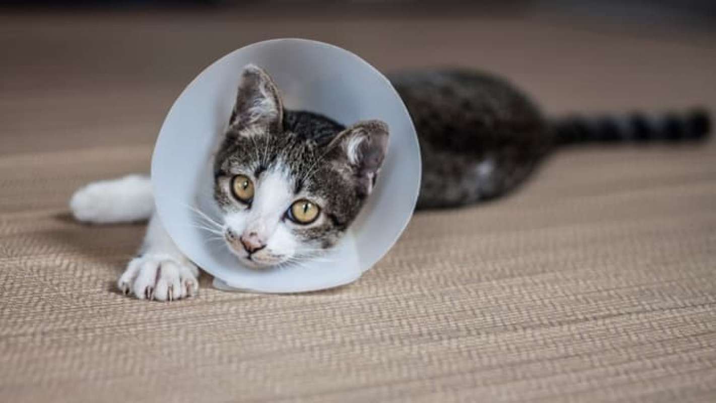E collar hot sale kucing