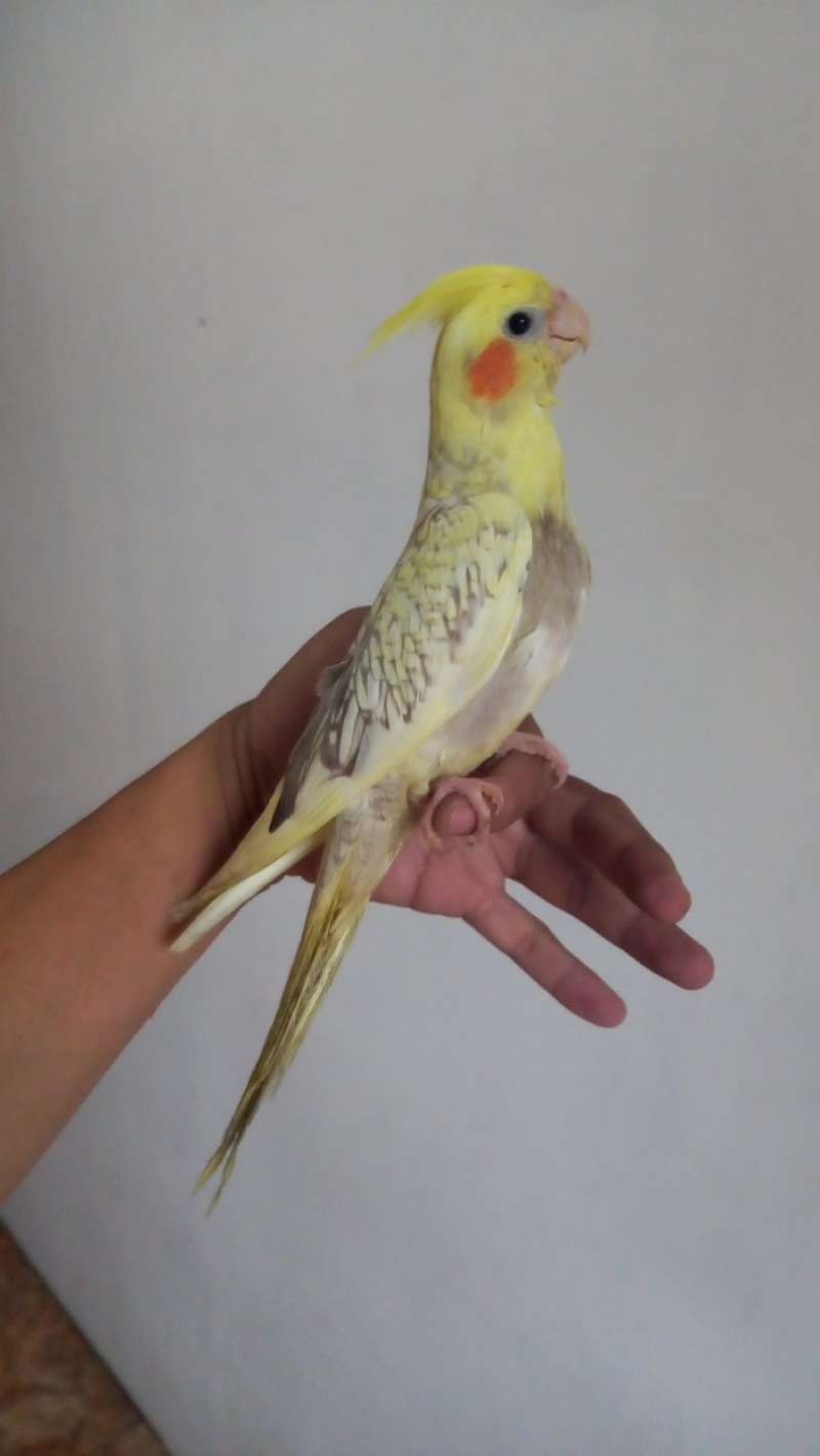Promo Burung Parkit Australia Cockatiel Warna Pearl Jinak Gaan