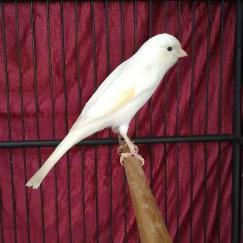 Promo burung kenari f1 ys gacor putih Diskon 33% di Seller Amor One store -  Koja Utara, Kota Jakarta Utara | Blibli