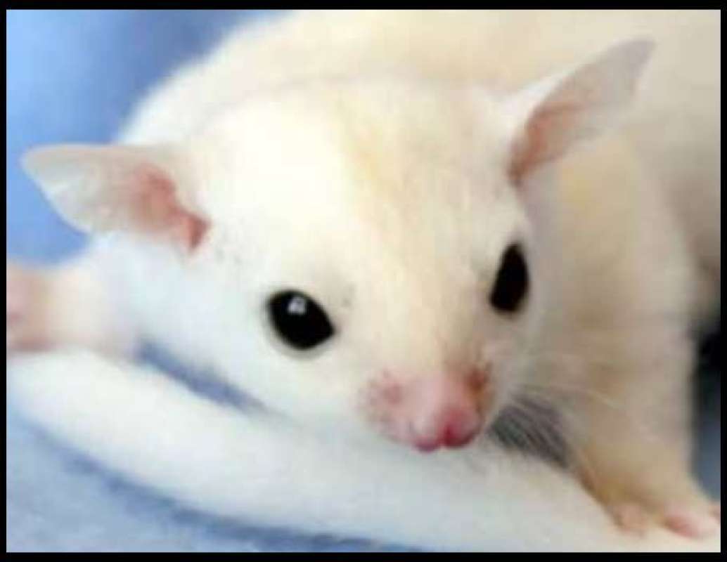 Sugar sales glider albino