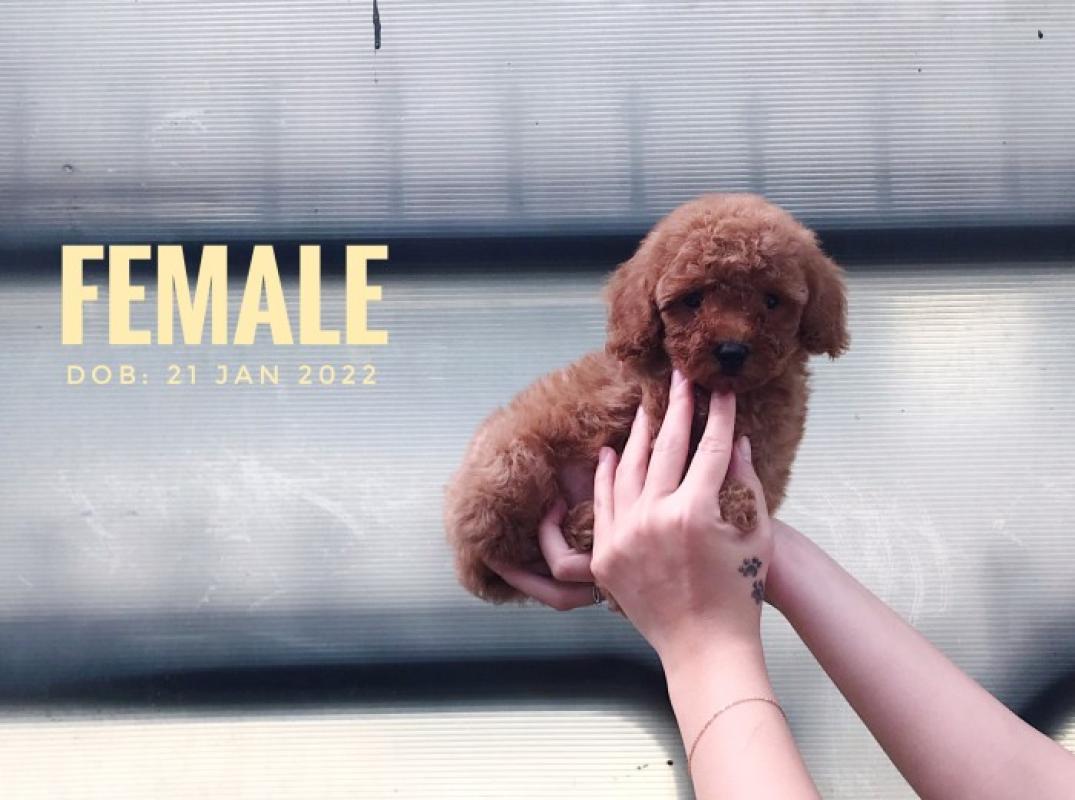 Harga teacup top poodle