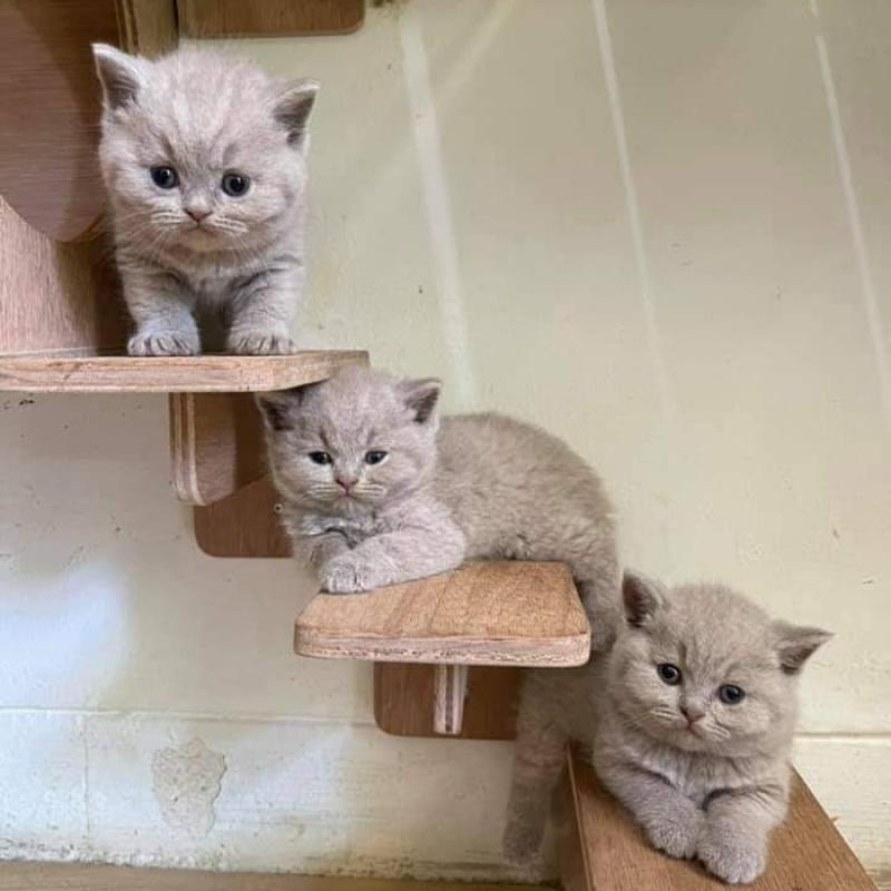 Jual Kucing British Short Terdekat Harga Grosir Murah Terupdate Hari Ini Oktober 2024