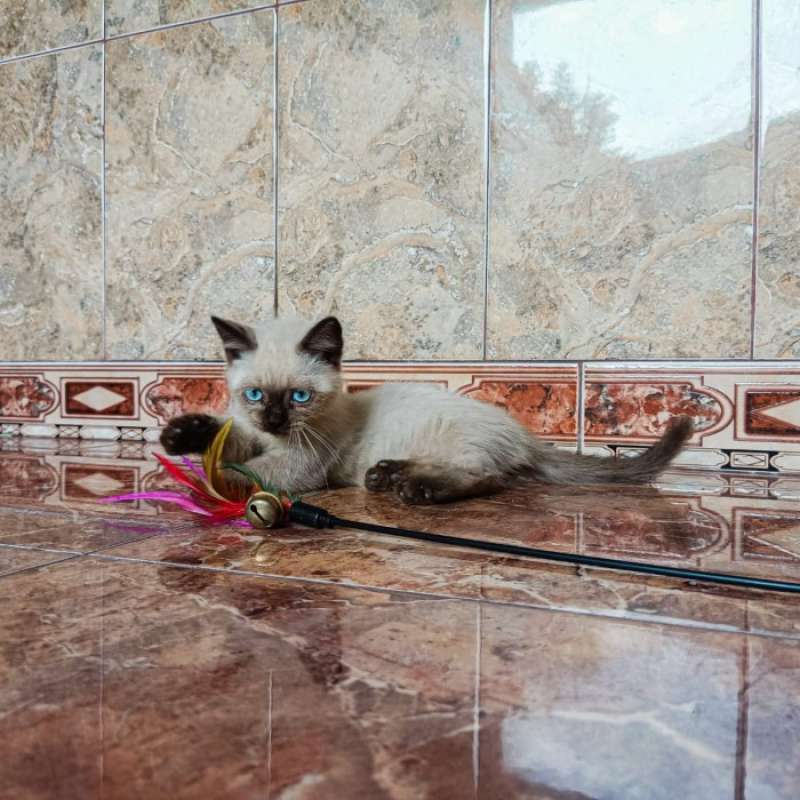 Jual Kucing Munchkin Kitten Termurah Harga Grosir Terupdate Hari