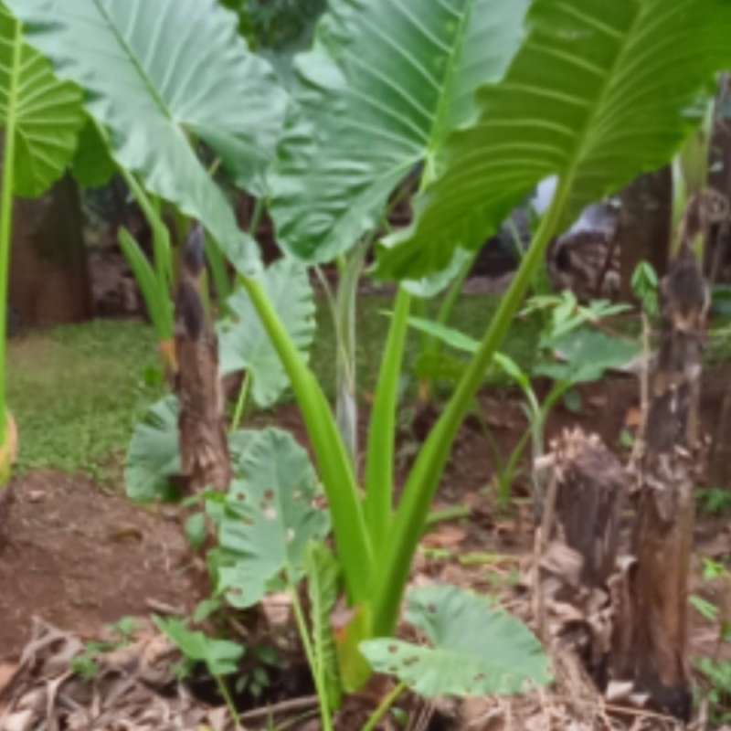 Jual Pohon Sente Hijau Murah 1,5m--2,5m. Di Seller Zenonn Shop - Wanasari, Kab. Bekasi | Blibli