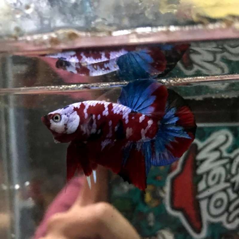 Jual Ikan Cupang Betta Fish Model Premium Terbaru Harga Murah November 2024