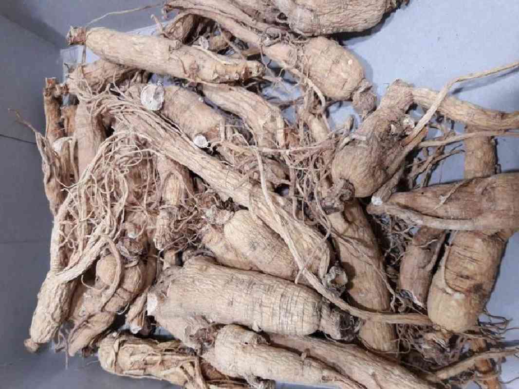 Dikdan koplab sperma onlayn