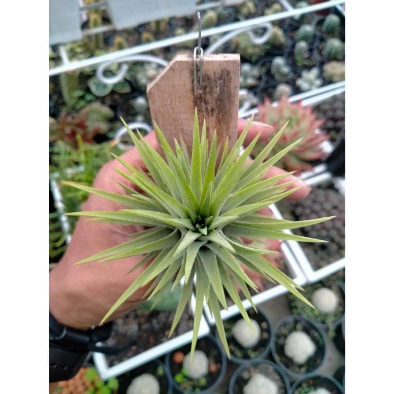 Tillandsia ionantha Hazelnoot ex. EJG 絶版 【公式通販】