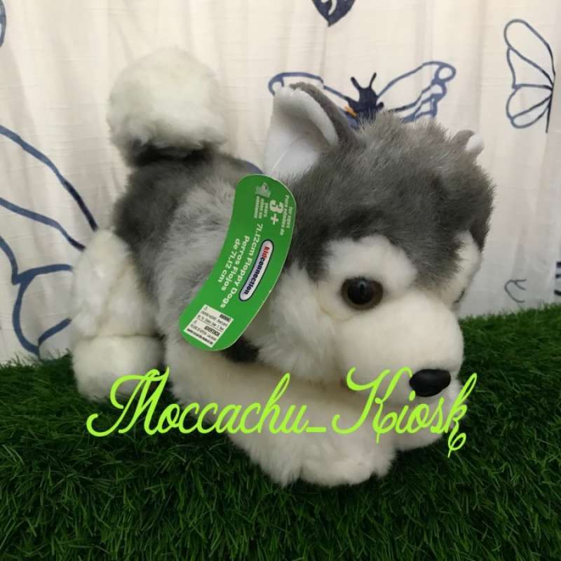 Anak husky on sale