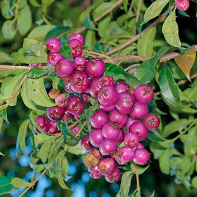 Jual Tanaman Buah Jambu Lilly Pilly di Seller tokobibitid
