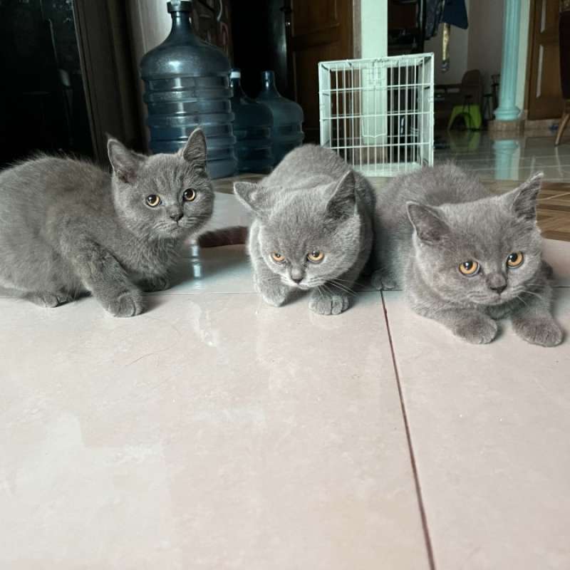 Anak british hotsell shorthair