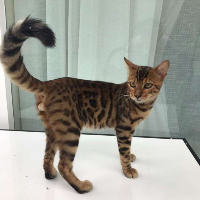 Harga shop kitten bengal