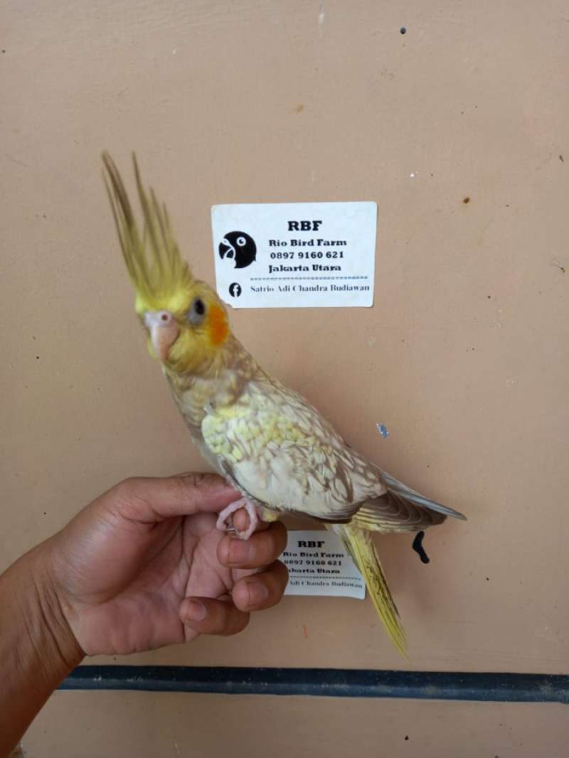 Harga cockatiel 2025