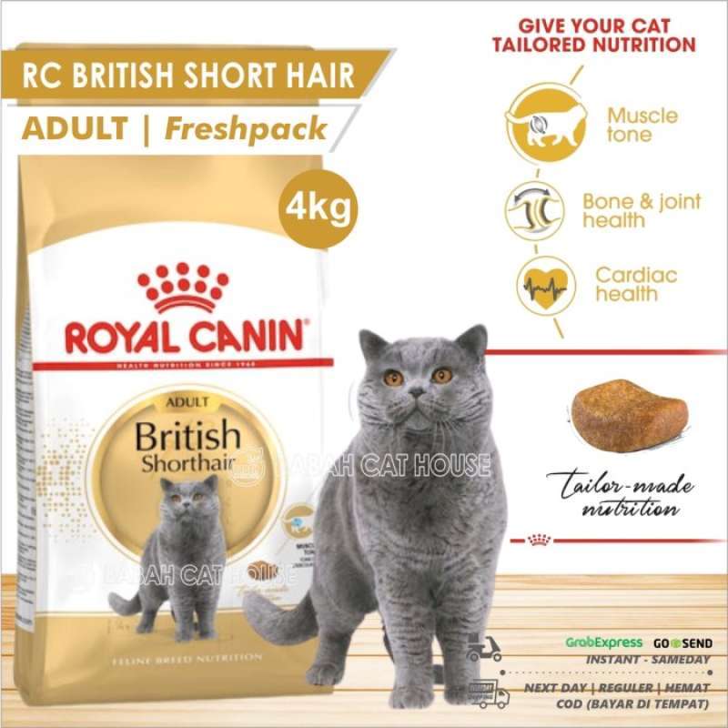 Rc sales british shorthair