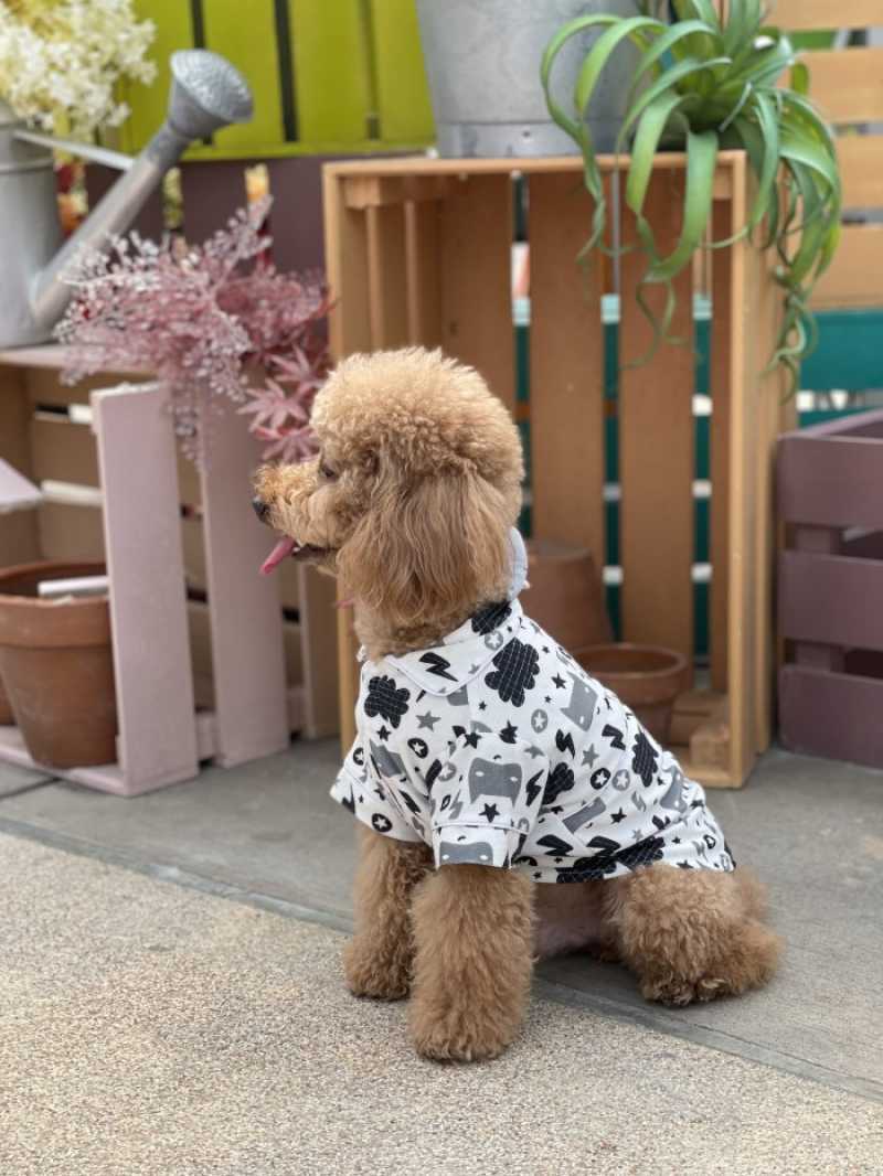 Jual standard poodle clearance
