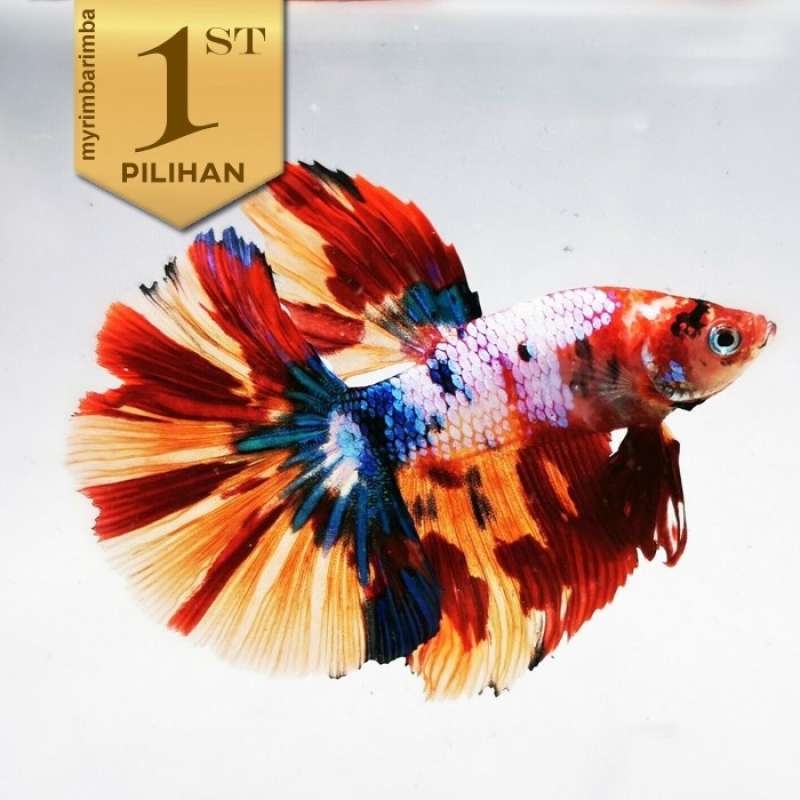 Promo Cupang Halfmoon Multicolor Ikan Hias Aquascape Hiasan Aquarium Tanaman Diskon 35% Di Seller Ola Store - Kali Abang Tengah, Kota Bekasi | Blibli