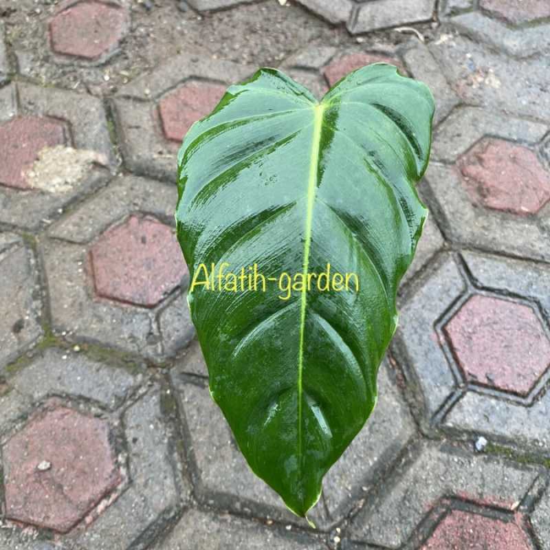 pink philodendron princess Philodendron White princess starter plant **(ALL plants require you to   GoldenGreeneryCo