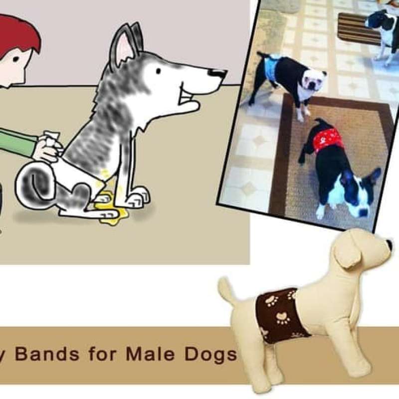 Dog 2025 pee belt