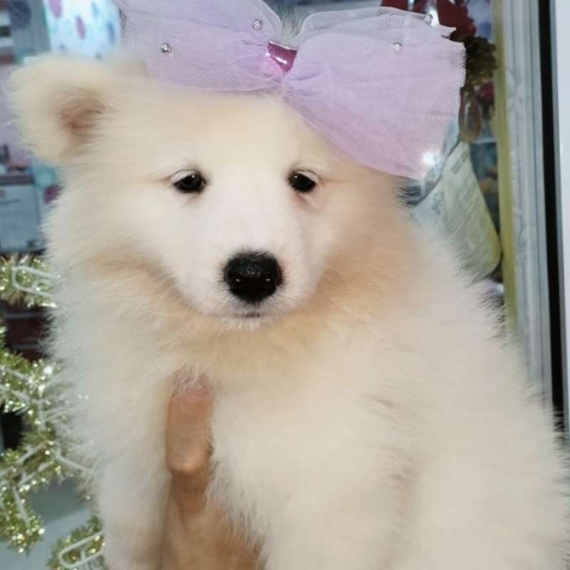 Harga samoyed puppy shop
