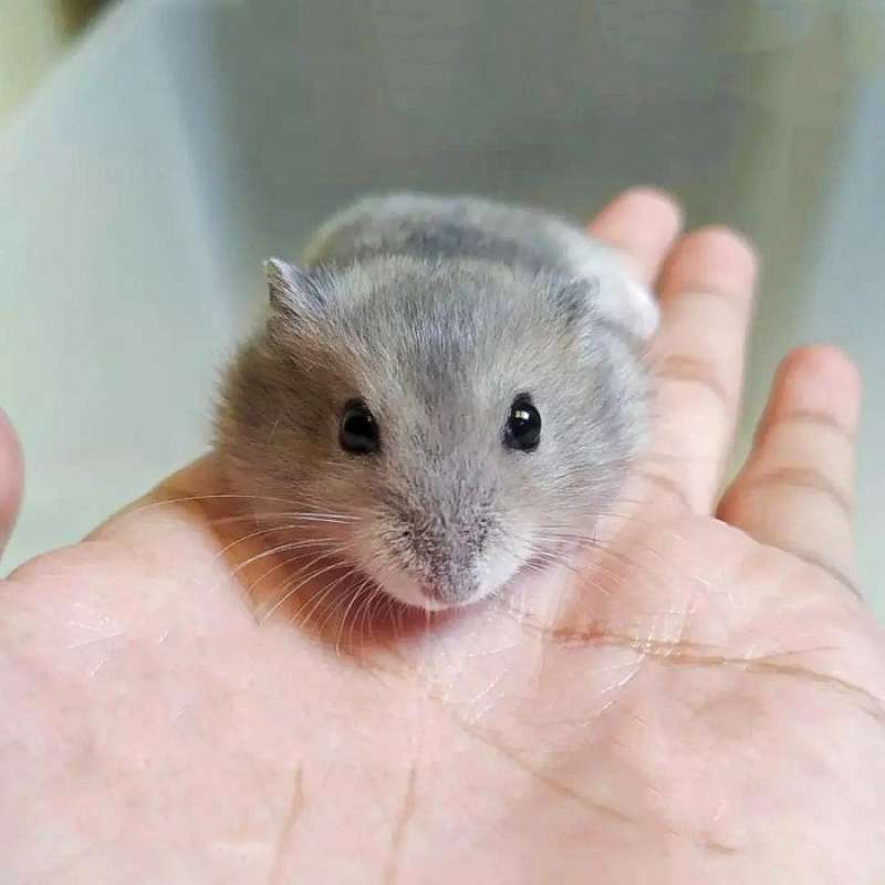 Sapphire winter white dwarf hamster top