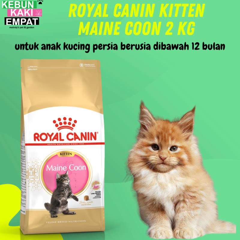 Royal canin maine coon 2 kg online