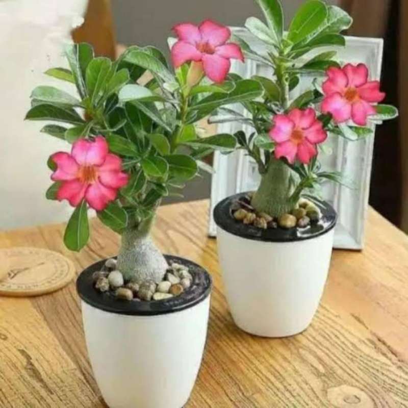Kamboja Jepang (Adenium Arabicum)