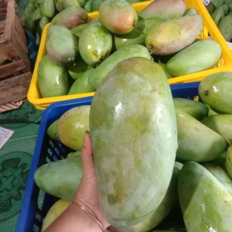 Jual [TERMURAH] Mangga Kiojay Jumbo 1kg Halal di Seller Victory_Fresh ...
