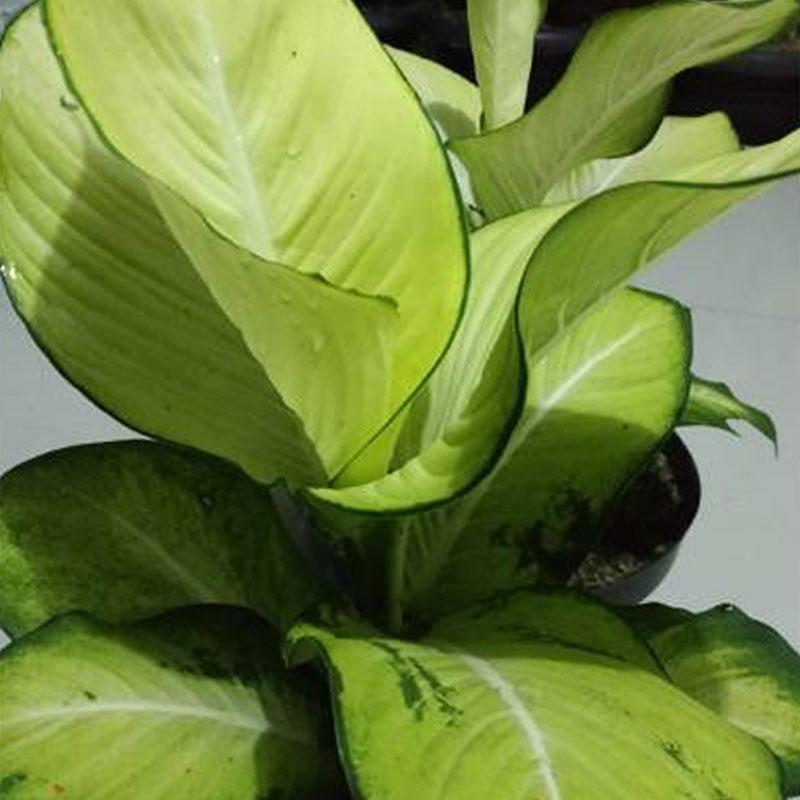 Jual ZPLANT Aglonema Tisu Pohon Bibit Daun Aglaonema