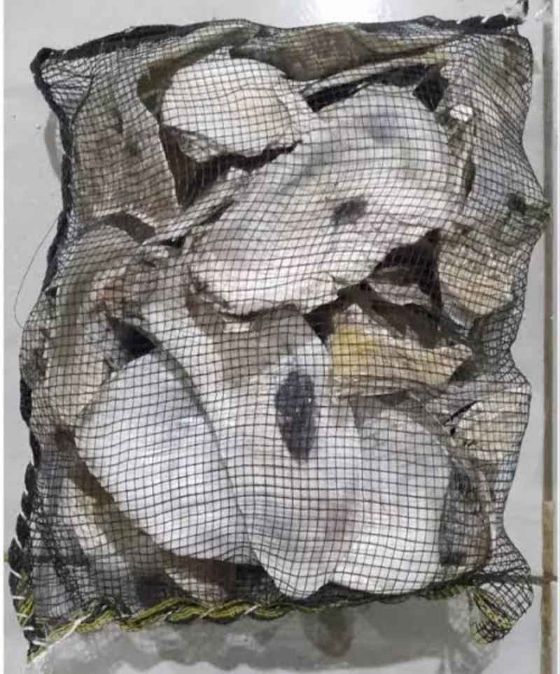 Promo kerang oyster media filter kolam ikan koi filter kimiawi pH air