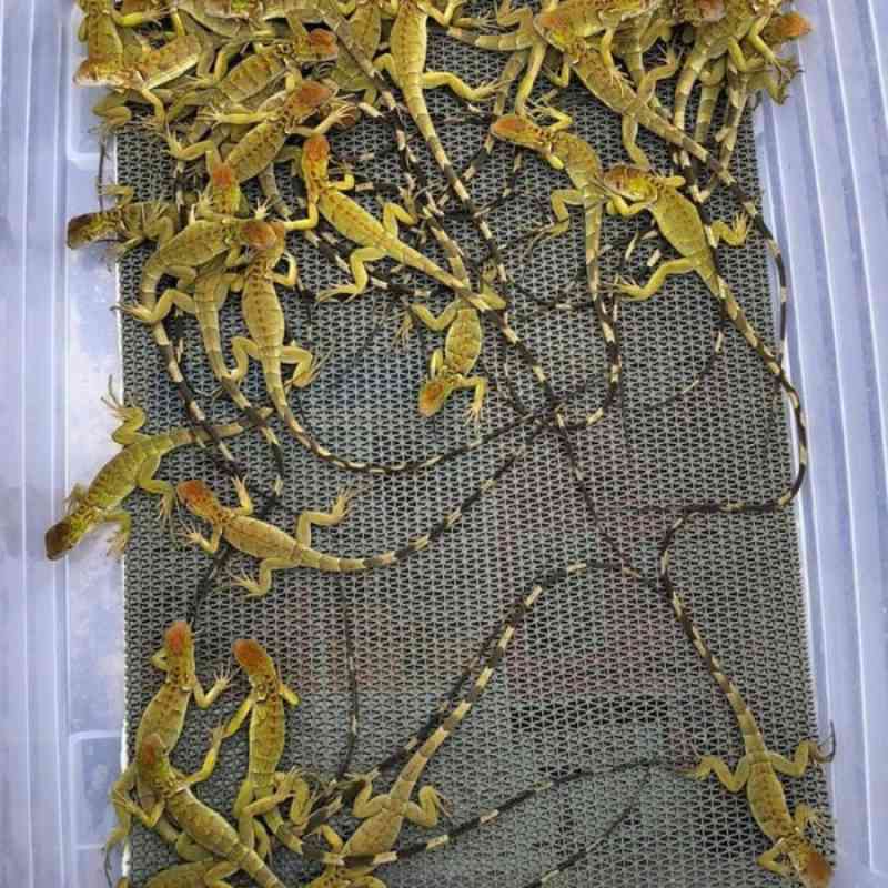 Promo Red Iguana Istimewa Diskon 12 di Seller Allure Store