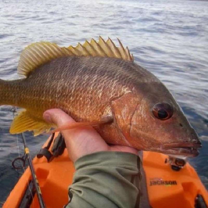 Jual IKAN HIAS RED MANGROVE JACK FRESHWATER TANKMATE PREDATOR di Seller