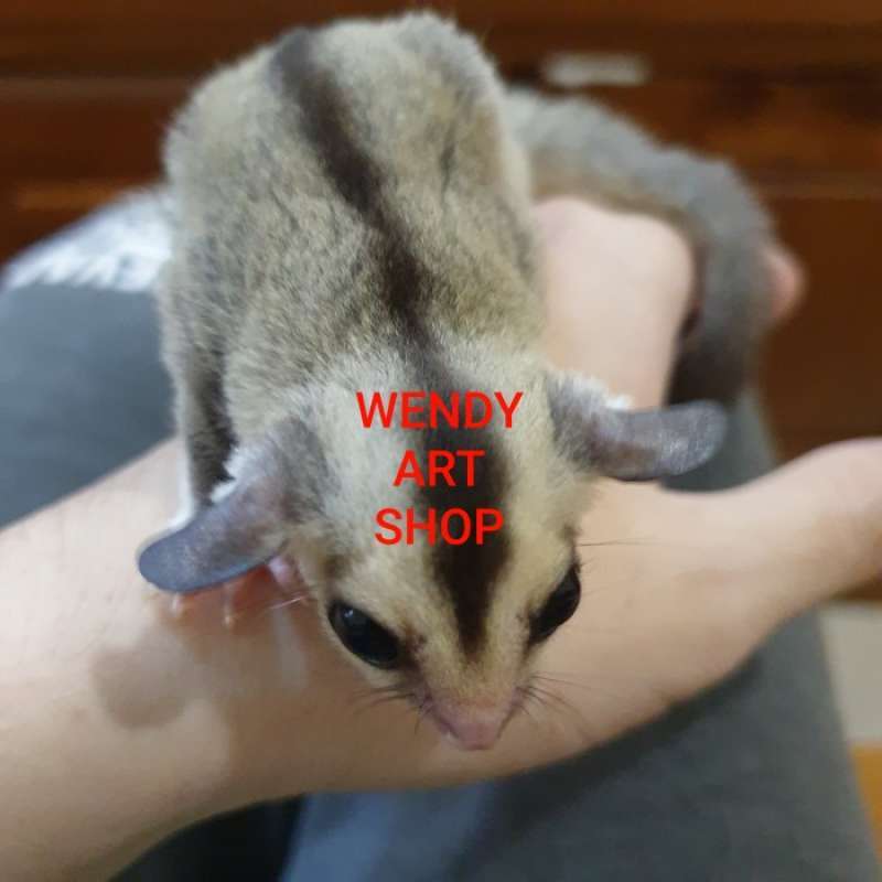 Jual Sugar Glider Joey White Face (WF) Jantan di Seller Enigma Kapuk, Kota Jakarta Barat Blibli