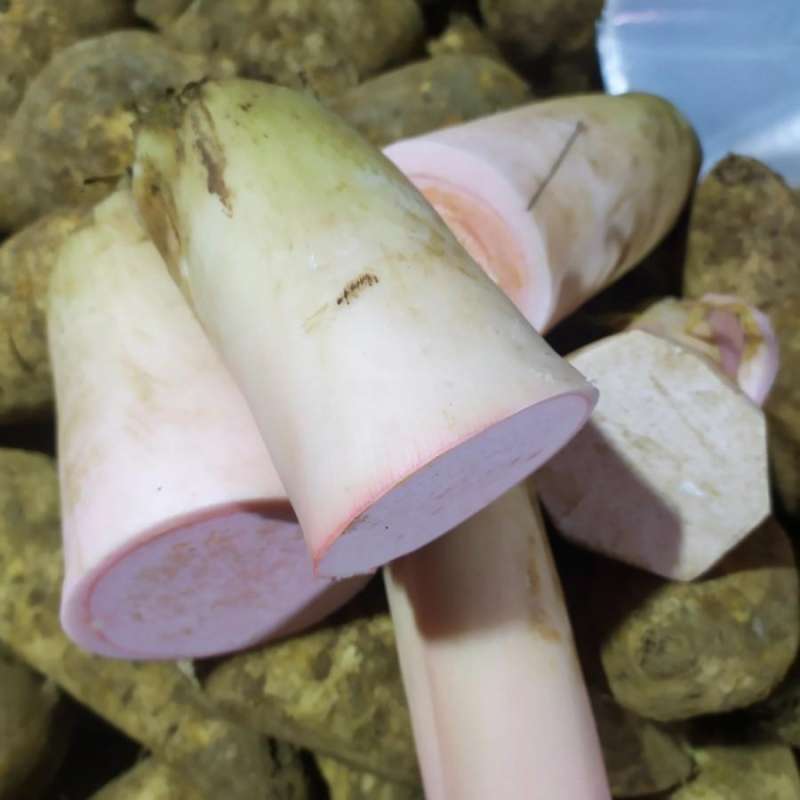 Jual BATANG TALAS / TALAS SAYUR LEMPONG / BAHAN SAYUR LEMPONG / TALEUS