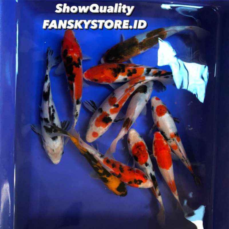 Jual Ikan Mas Koi Blitar Grade Super (Show Quality) di Seller Widya