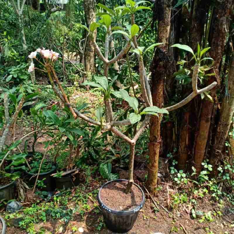 Jual Pohon Kamboja Bali Pink Rose PH1 di Seller home applypart - Cengkareng Timur, Kota Jakarta