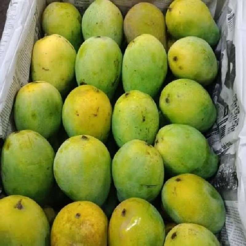 Jual Buah Mangga Harum Manis Matang 1kg Di Seller Aeesha Sayur