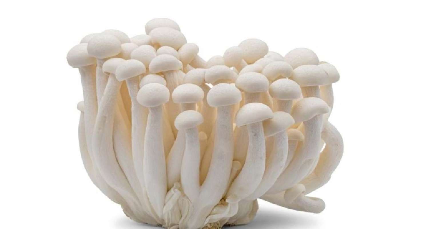 Jual Jamur Shimeji White Buna Mushroom Fungi White (Putih) di