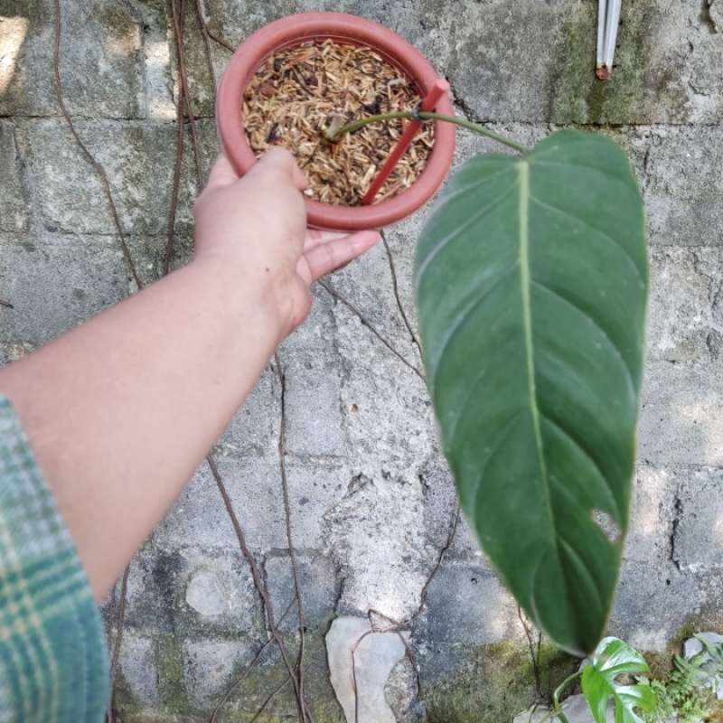 Promo philodendron esmeraldense narrow - esmeraldense narrow form (Real