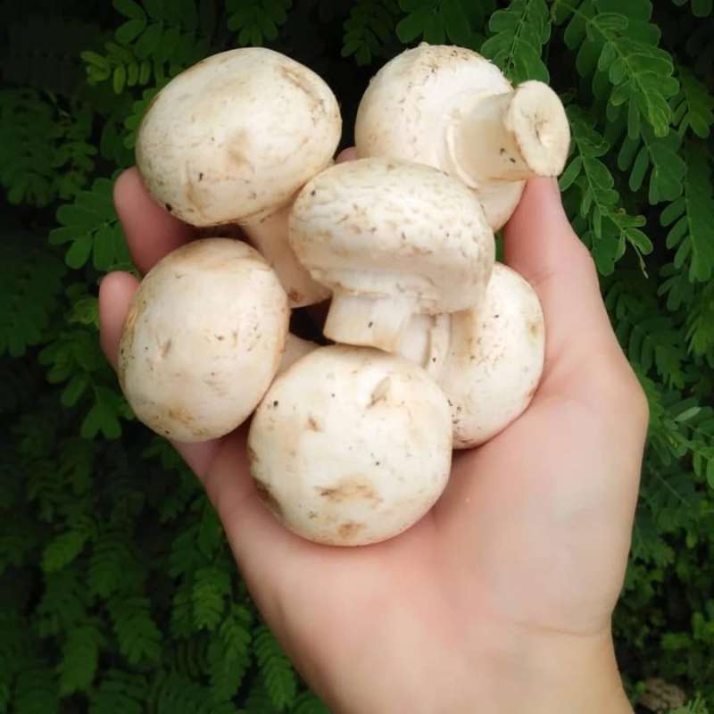 Jual Jamur Kancing Champignon Mushroom Di Seller Tokonayya Jatisari