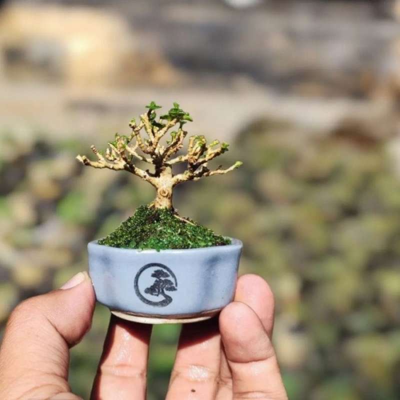 Jual Bonsai Mini Kelas Shito Pot Keramik Nama Tanaman Sancang Beringin