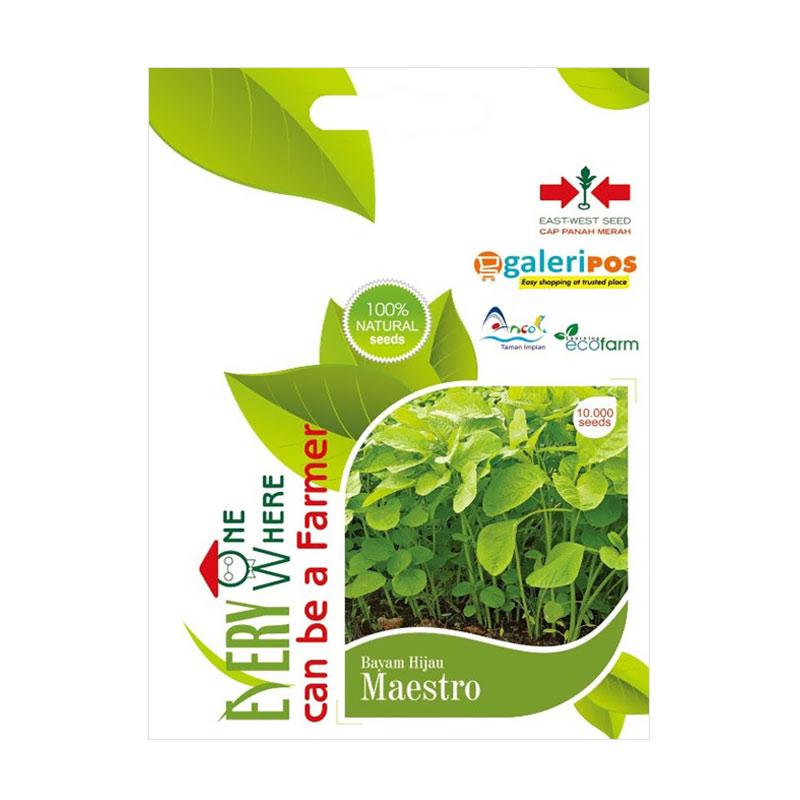 Jual Panah Merah Maestro Benih Bayam Hijau [10.000 Biji