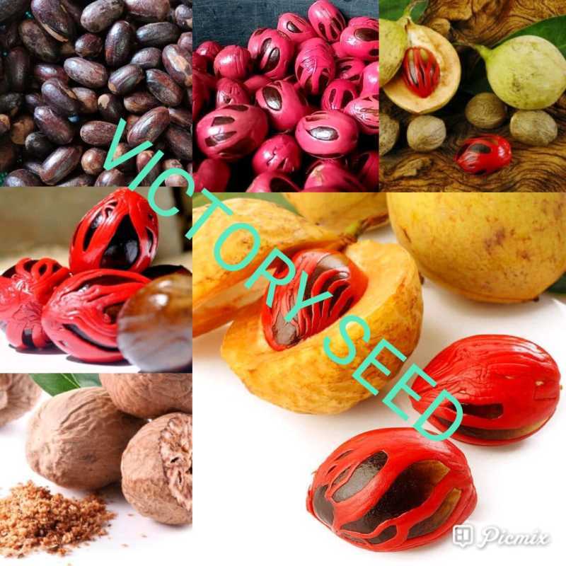 Jual VICTORY SEED biji myristica fragrans houtt fragrant true nutmeg fruit buah pala polo kering