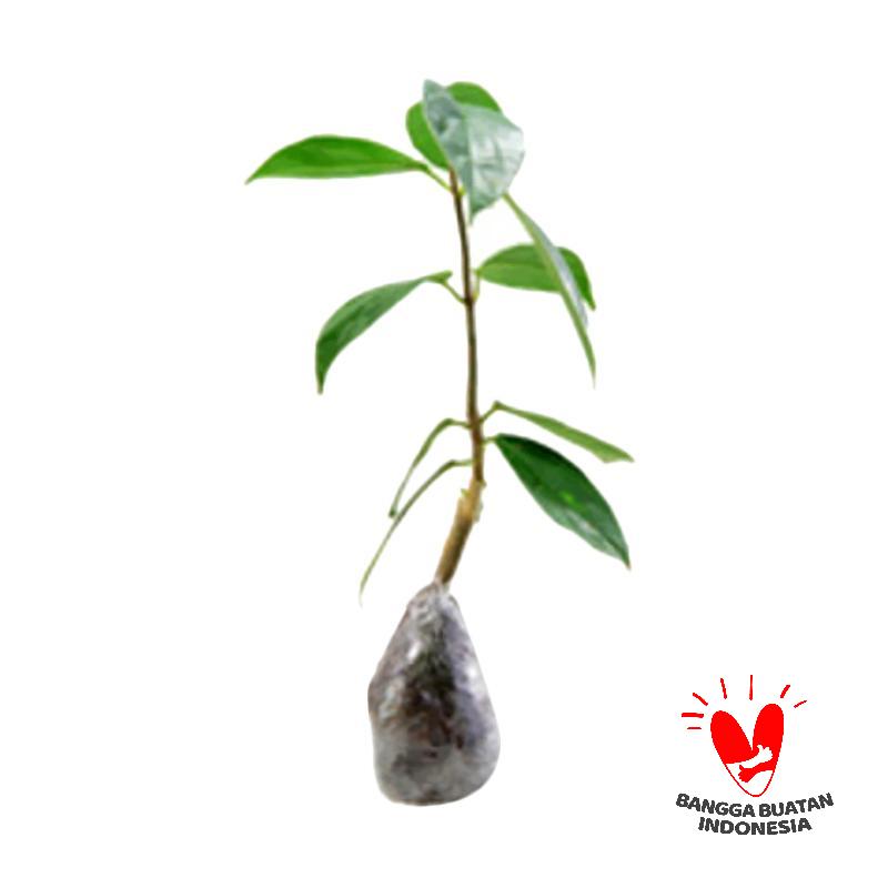 jual kebun bibit cincau hijau perdu bibit tanaman harga kualitas terjamin blibli jual kebun bibit cincau hijau perdu bibit tanaman harga kualitas terjamin blibli